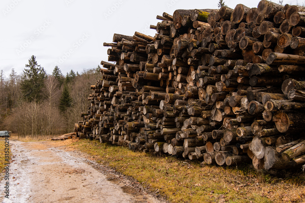 global ecological disaster deforestation felling of tree on edge of forest in Central Europe region moody dirty scenic environment rainy time fire wood piles global ecological disaster deforestation felling of tree on edge of forest in Central Europe region moody dirty scenic environment rainy time fire wood piles