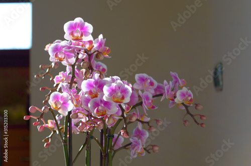 Detail of the flowers of a nice pink and violet ochid indoor plant photo