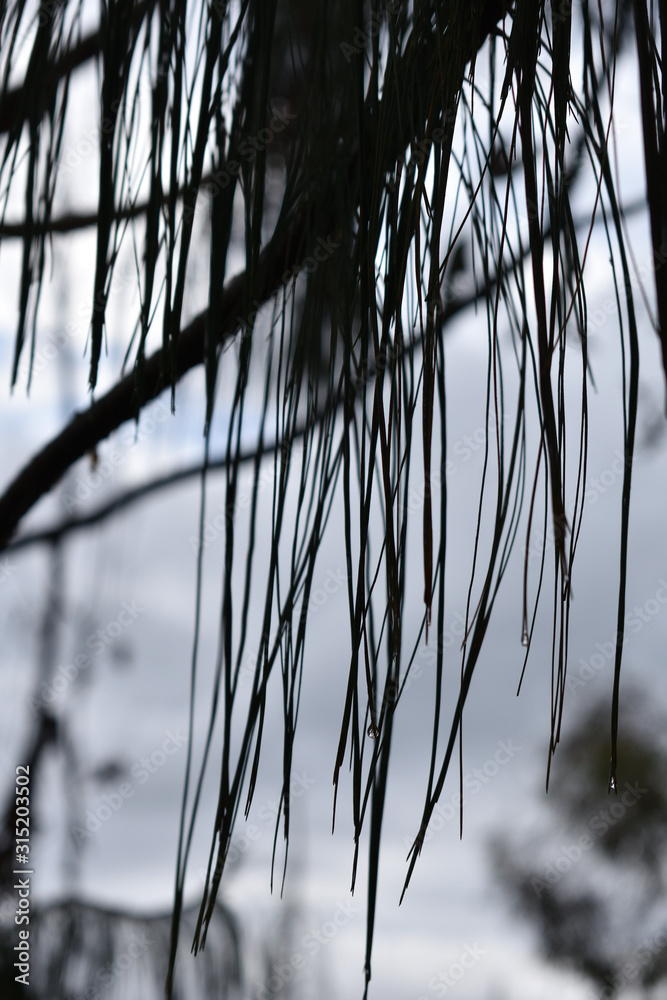 Fototapeta premium rama