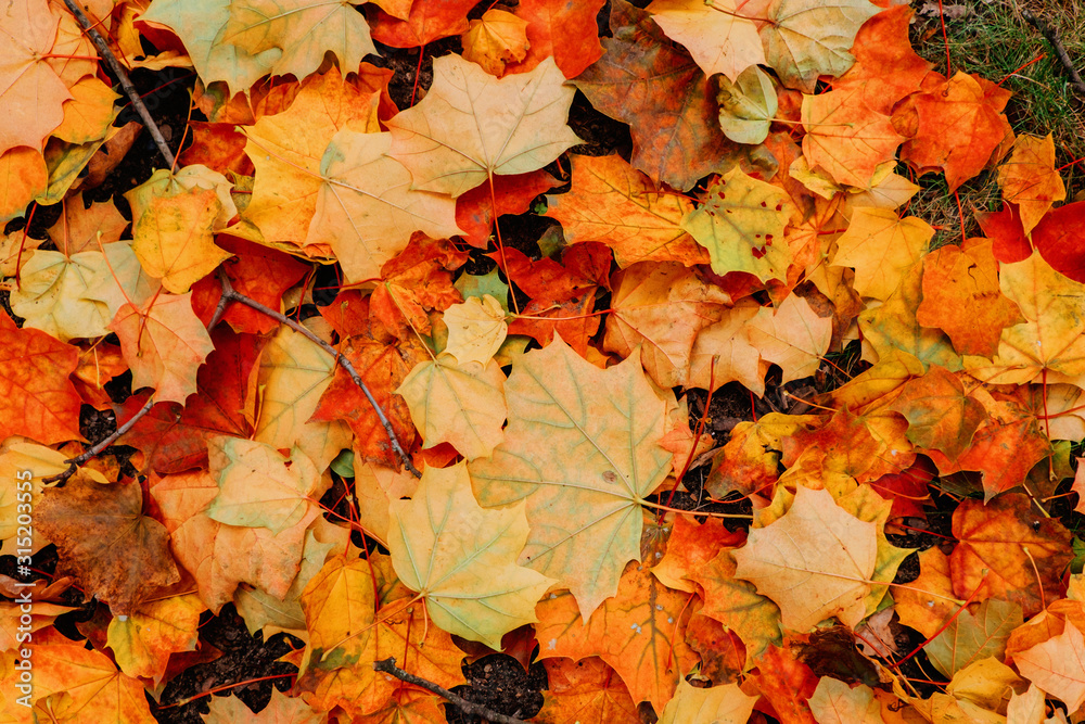 Maple leaves covering the ground