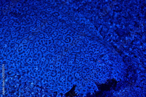 Fluorescent Flounder Camouflaged to sea floor