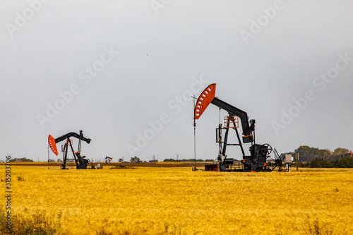 Onshore oil wells with mechanical pumpjacks are seen surrounded by golden crop fields in Saskatchewan, Canada. Fossil fuel infrastructure with copy space photo