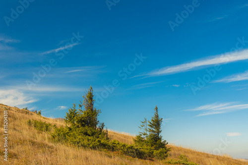 spring time mountain landscape diagonal hill land horizon line with small pine trees scenic view natural environment and vivid blue sky background