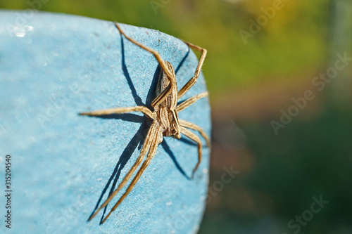 Canvastavla Wolfsspinne