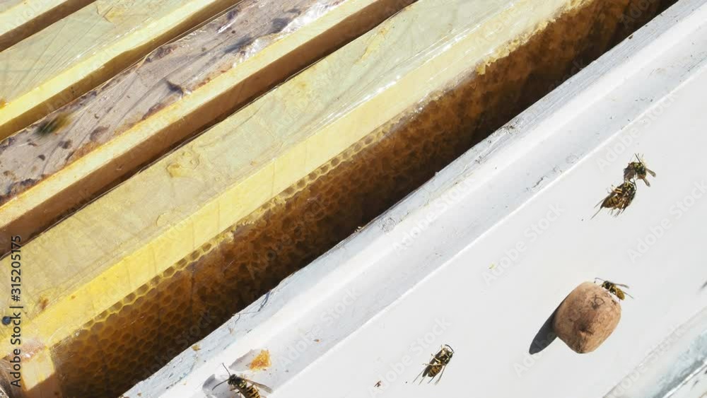 Bee apiary. Macro shot of a bee frame. The honey collected glistens in the combs. Bees crawl along the honeycombs. On the frame you can see several hundred with bee bread - this is food for bees. Bee apiary. Macro shot of a bee frame. The honey collected glistens in the combs. Bees crawl along the honeycombs. On the frame you can see several hundred with bee bread - this is food for bees.