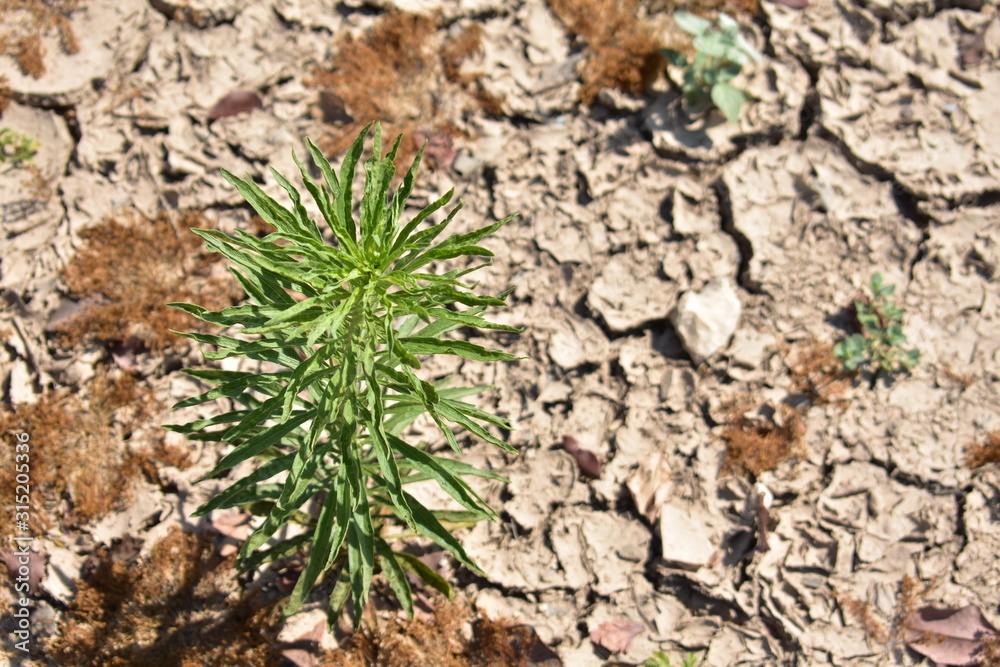 Horseweed growing in Sepphoris Zippori National Park in Central Galilee Israel Horseweed growing in Sepphoris Zippori National Park in Central Galilee Israel