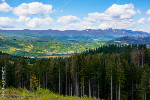 forested hills of Carpathians in spring. spruce trees on the grass covered meadow. borzhava mountain ridge with some snow on the tops in the distance. fresh weather with clouds on the sky