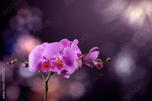 orchid flower on a blurred purple background. valentine greeting card. love and passion concept. beautiful romantic floral composition.  © Pellinni