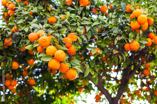 Orange Fruits. Orange garden. Oranges on the plant.