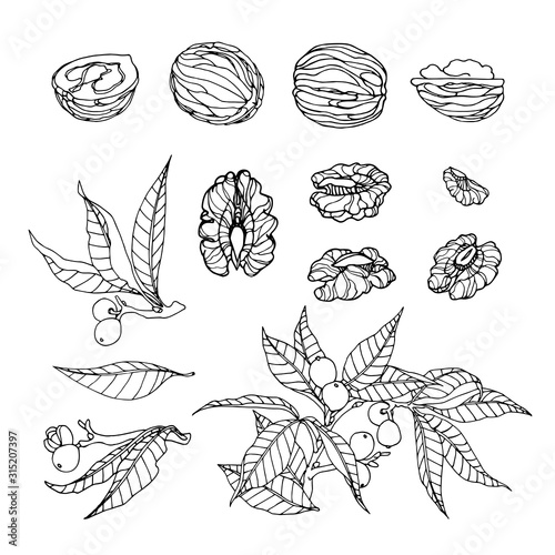 set of walnut branches, nuts in shell, kernels, element of decorative ornament or pattern, vector illustration with black contour lines isolated on white background in doodle and hand drawn style