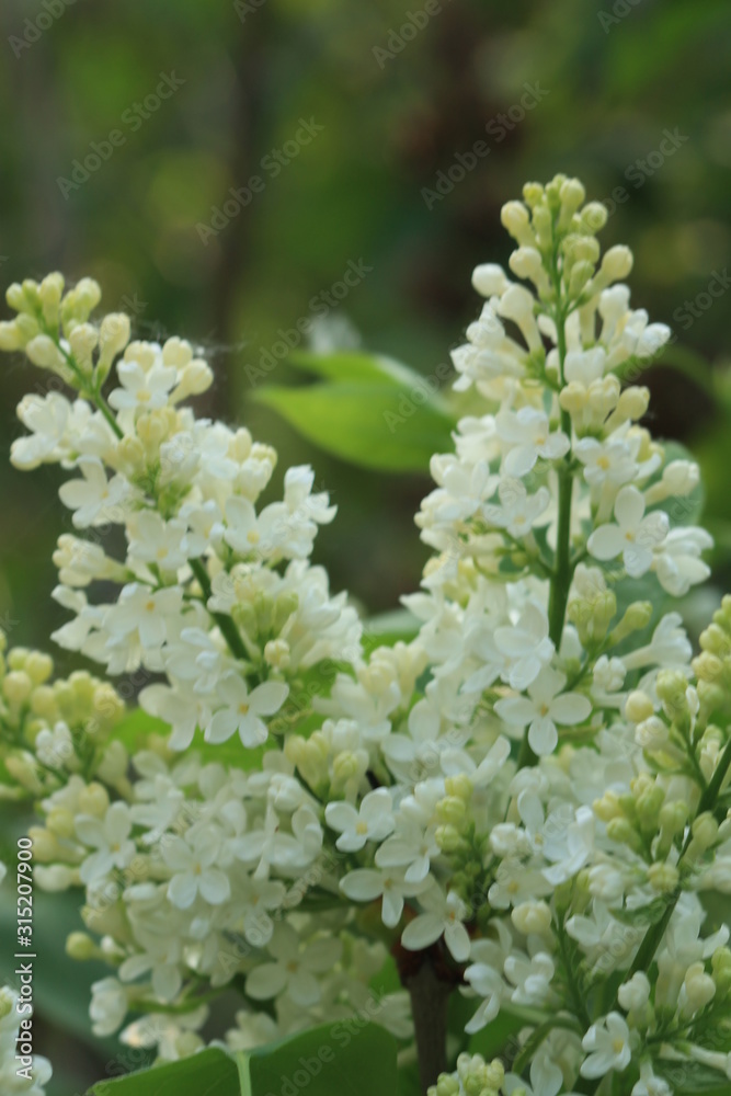 white lilac white lilac