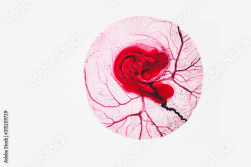 96 hour chick embryo slide
