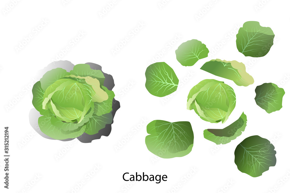 Cabbage and separate leaf cabbage vector on a white background for artist or graphic design. Cabbage and separate leaf cabbage vector on a white background for artist or graphic design.