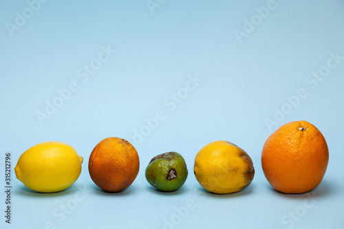 Fresh and spoiled citrus fruits on a light blue background. photo