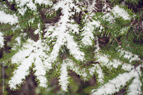 branch of fir tree with snow