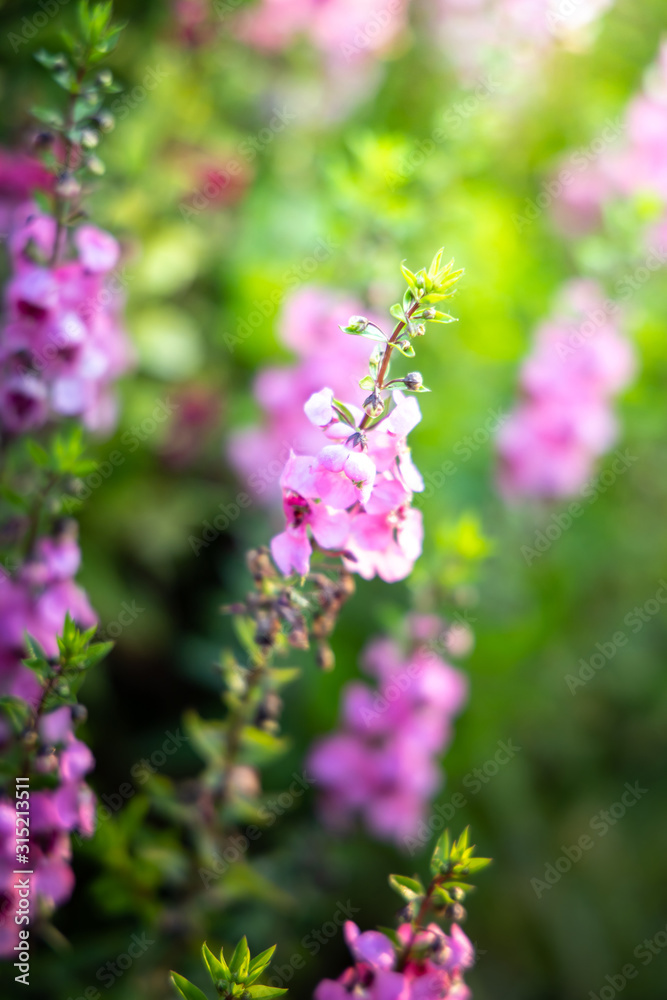 The background image of the colorful flowers The background image of the colorful flowers