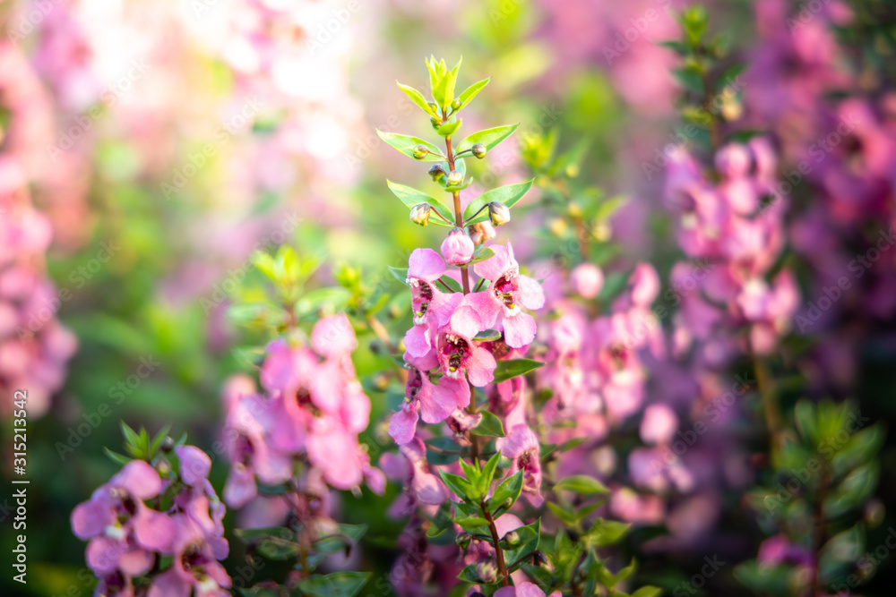 Fototapeta premium The background image of the colorful flowers