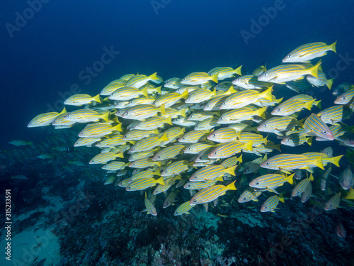 Fischschwarm