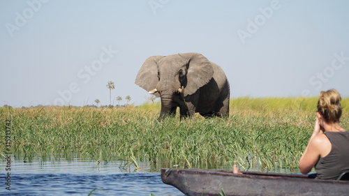 Canvas Print Wild Elephants seen on a river during a canoe safari in the Moremi Game Reserve
