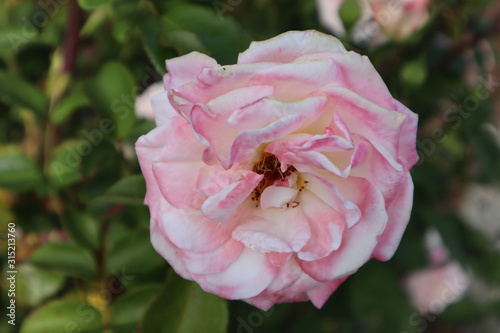 beautiful pink rose in the garden