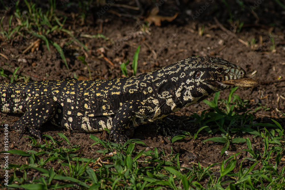 Lizard Lizard