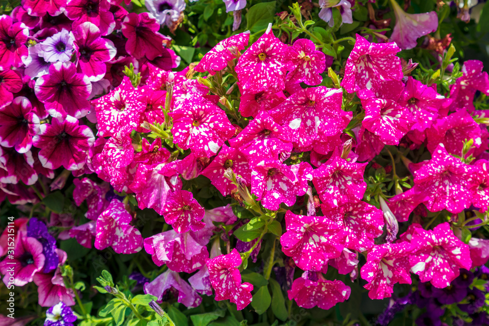 Obraz premium Abstract background of colorful petunia flowers. Image