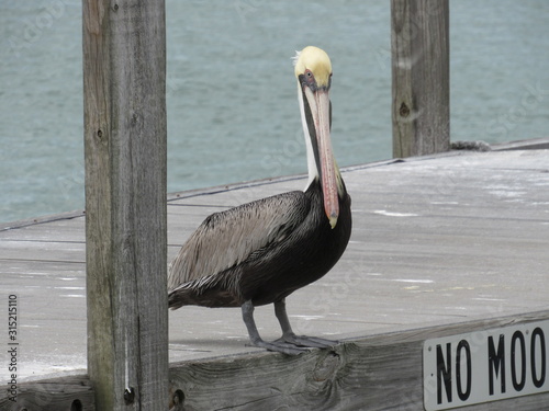 Pelican on the pier