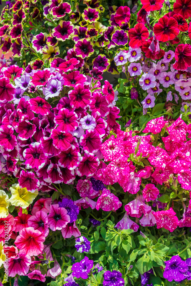 Abstract background of colorful petunia flowers. Image