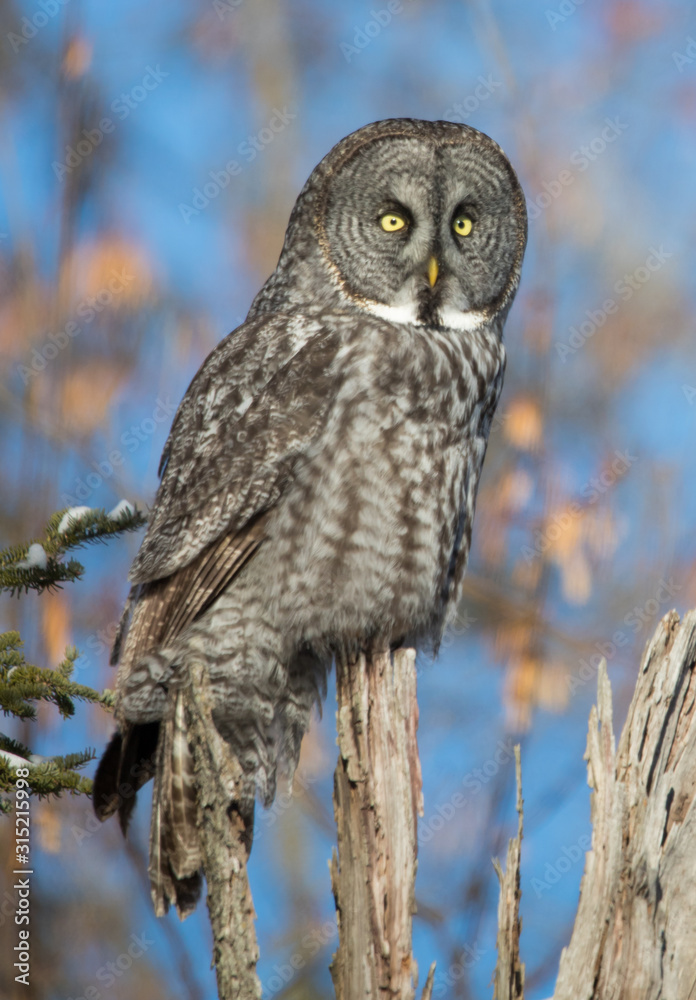 great gray owl hunting from tree great gray owl hunting from tree