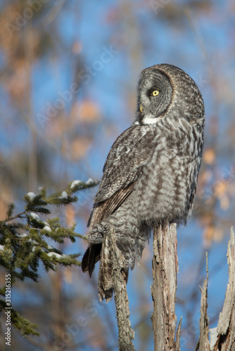 great gray owl hunting from tree