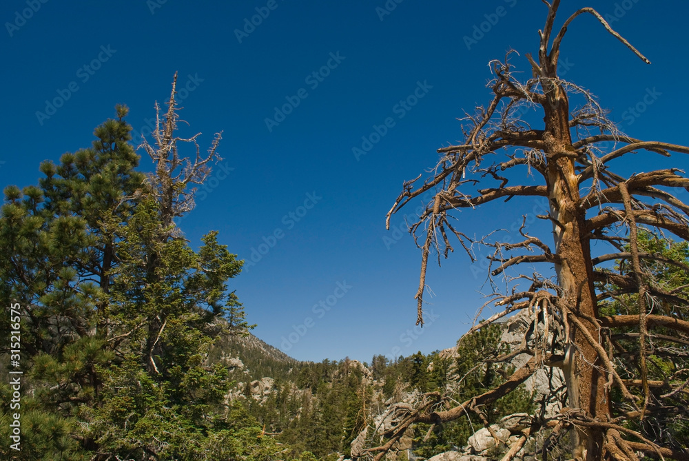 Fototapeta premium Tree Tops San Jacinto 