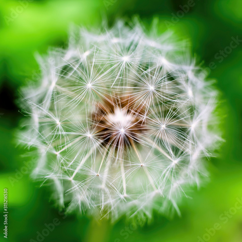 Dandelion Seed Head