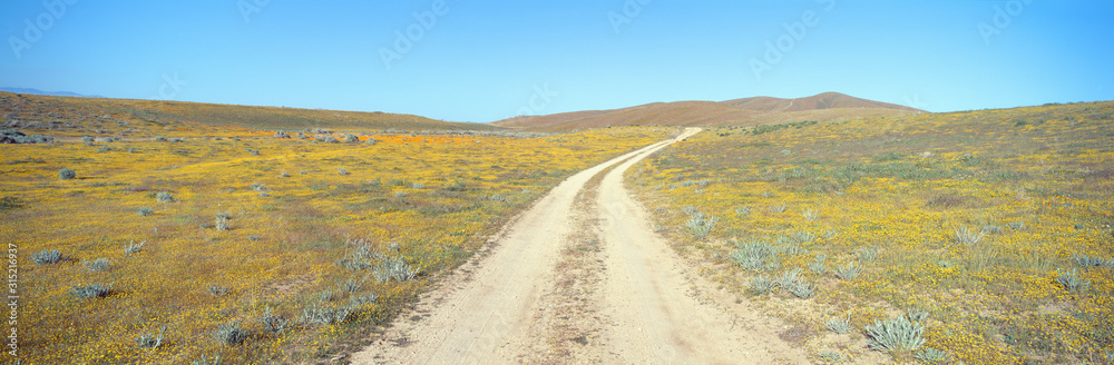 Flowers & Poppies, Antelope Valley, California