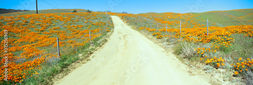 Φωτογραφία Flowers & Poppies, Antelope Valley, California