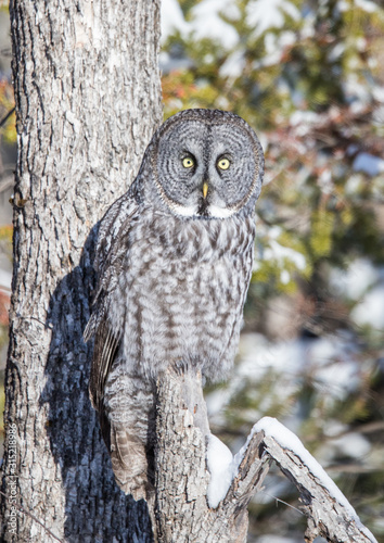 great gray owl hunting from tree