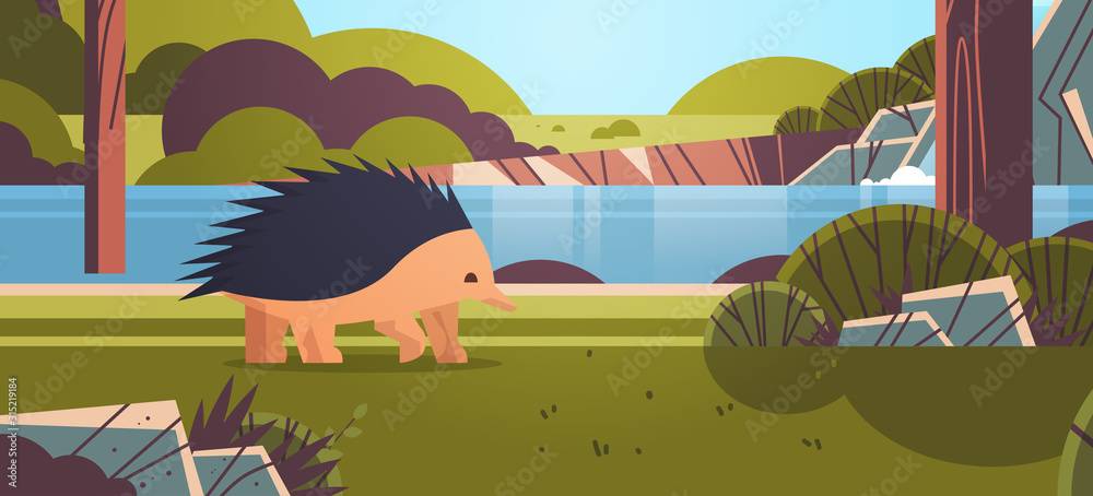 echidna walking in forest australian wild animal wildlife fauna concept ...