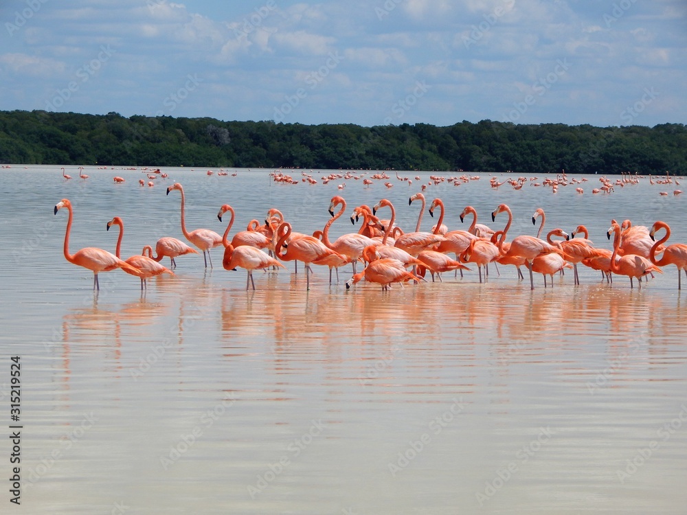 Flamingoes in Mexico