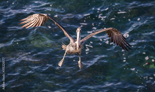 large pelican in ocean photo