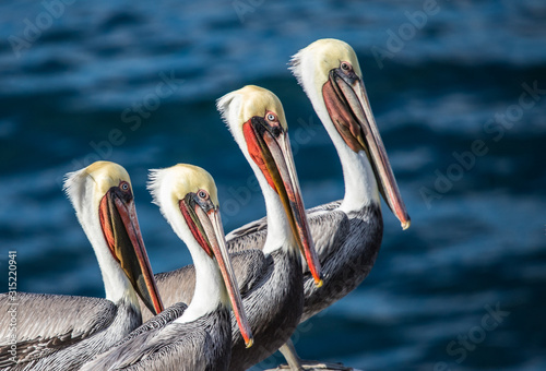 large pelican in ocean