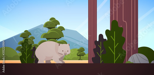 wombat walking in forest australian wild animal wildlife fauna concept landscape background horizontal vector illustration