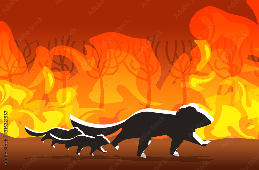 tasmanian devils silhouettes running from forest fires in australia animals  dying in wildfire bushfire burning trees natural disaster concept intense  orange flames horizontal vector illustration Stock Vector | Adobe Stock