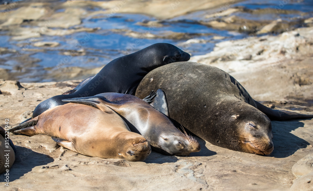 Fototapeta premium elephant seal in harbor