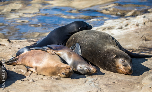elephant seal in harbor