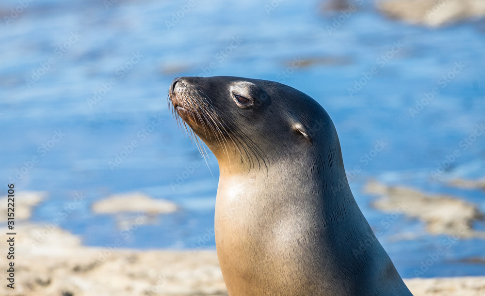 Naklejka premium elephant seal in harbor
