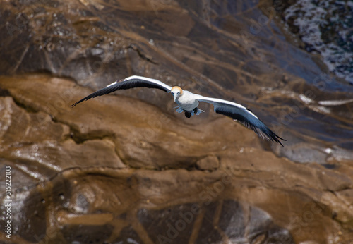 Soaring Southern Gannet (Takapu) photo