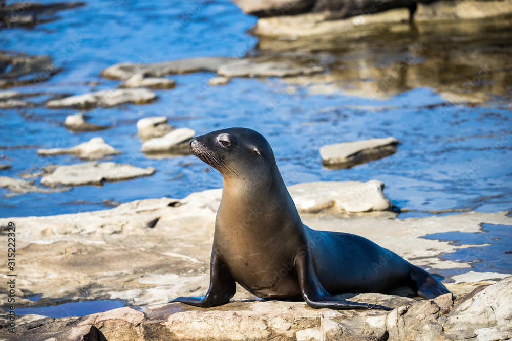 Fototapeta premium elephant seal in harbor