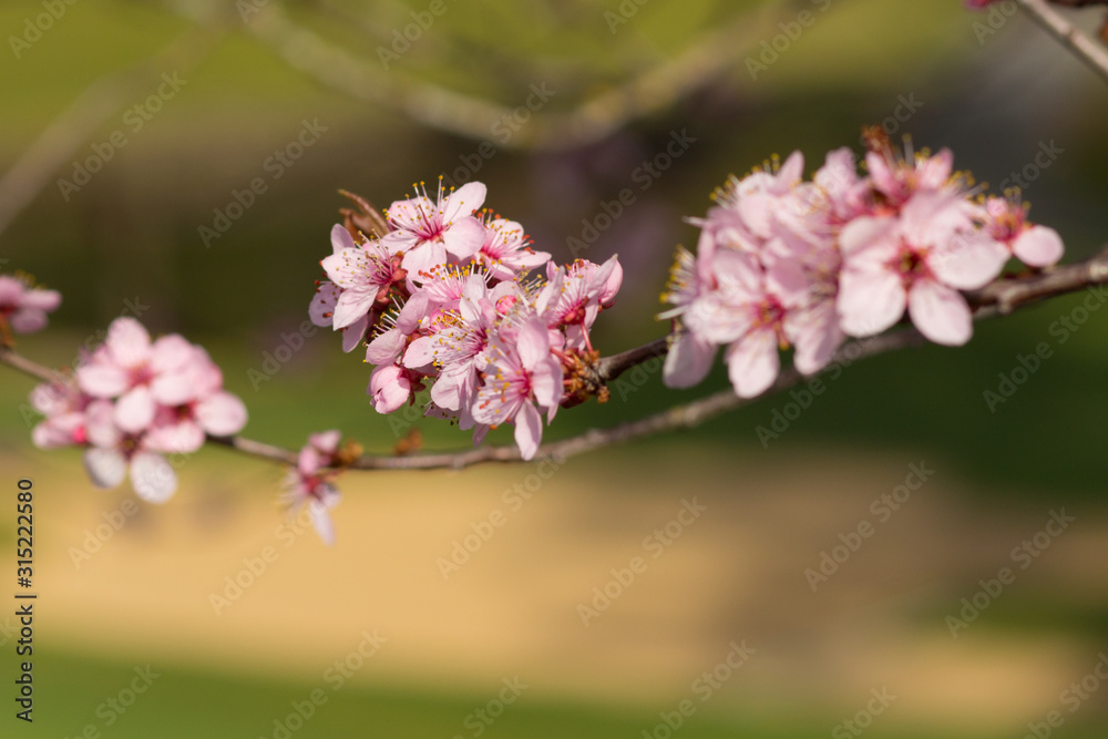 Swooping Branch with Cherry Blossoms Swooping Branch with Cherry Blossoms