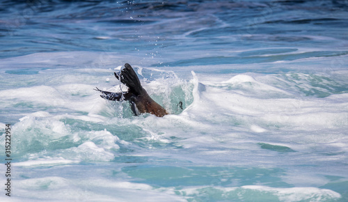 elephant seal in harbor