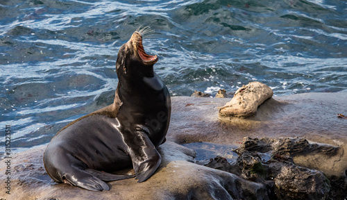 elephant seal in harbor