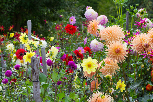 Vászonkép Summer Flower Garden